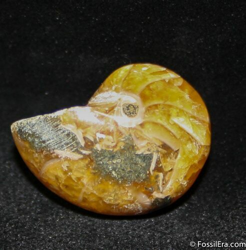 Inch Nautilus fossil from Madagascar #1212